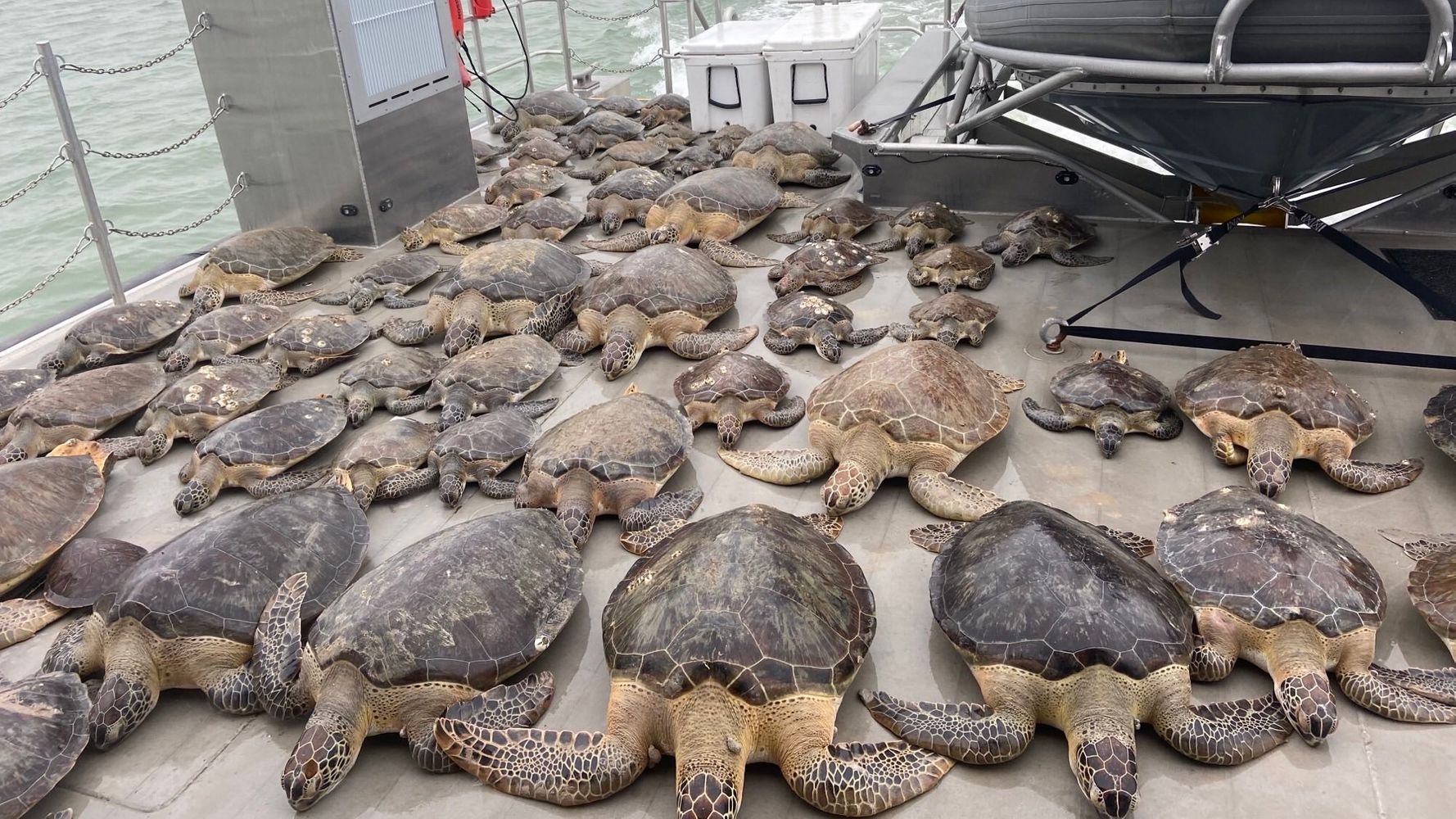 Dramatic Photos Show Thousands Of Stunned Sea Turtles Rescued From Texas Storm