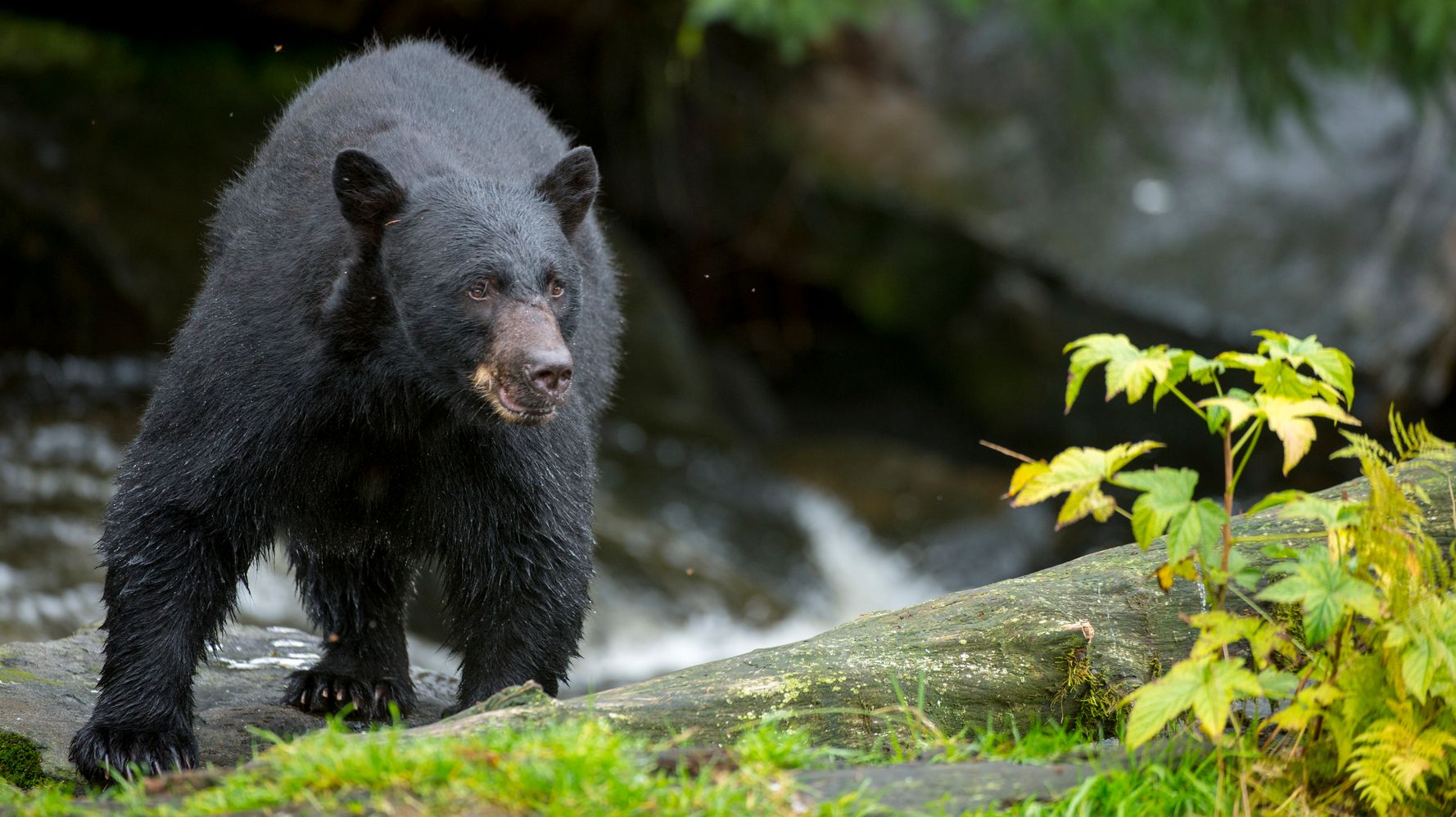 Alaska Woman Attacked By Bear While Using Outhouse