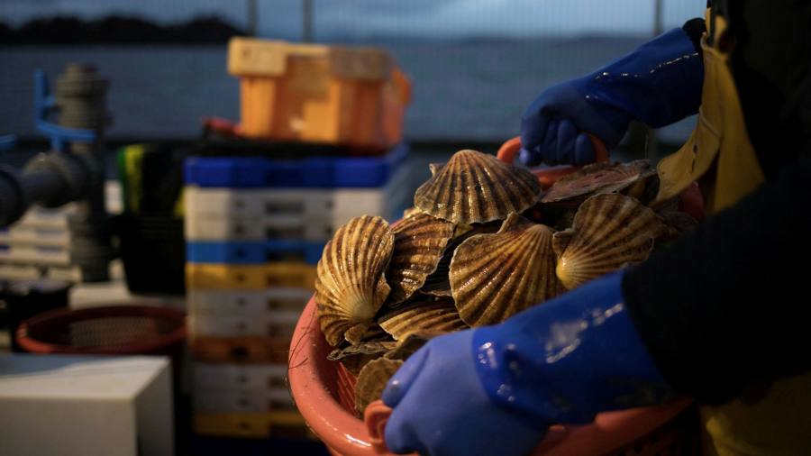 Brussels sinks UK hopes of overturning shellfish ban