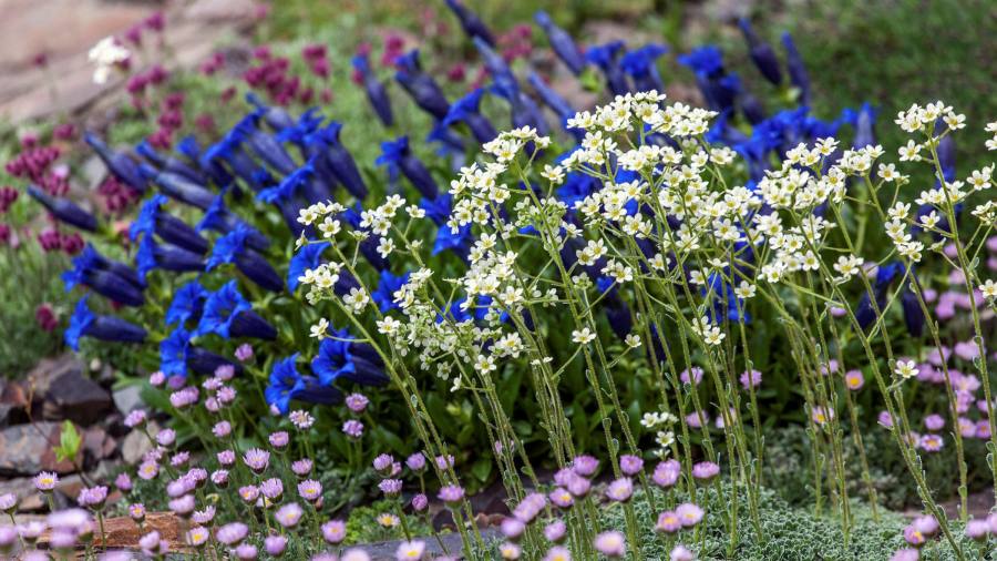 No mountain required â€” the consoling charms of alpine plants