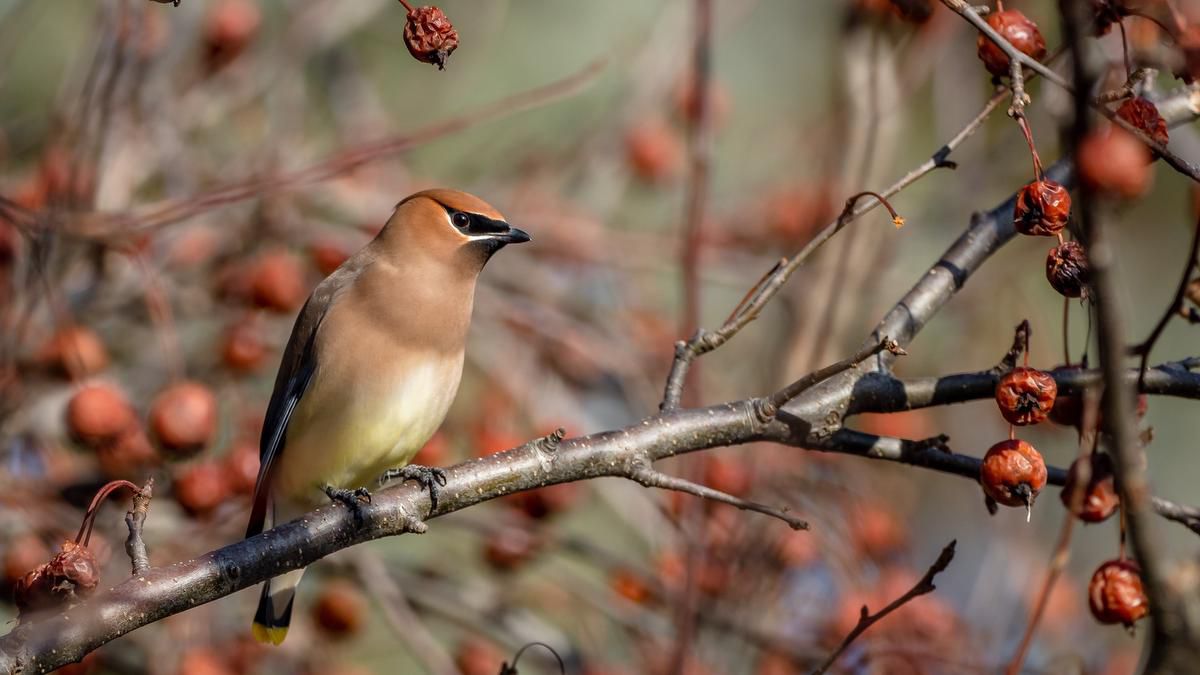 Itâ€™s the perfect winter to take up birding â€” hereâ€™s where to go in Ontario