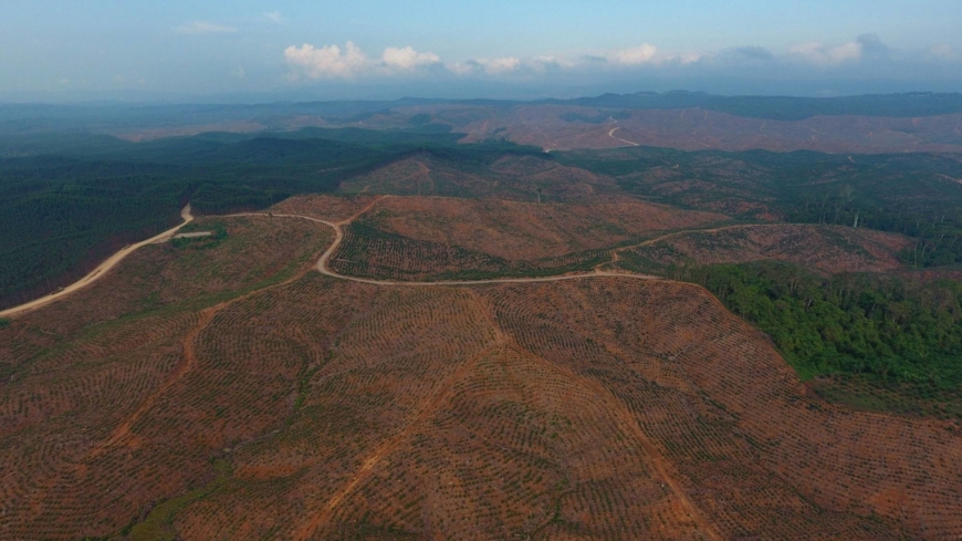 Indonesia’s ‘green diesel,’ powered by palm oil, fuels threat to forests