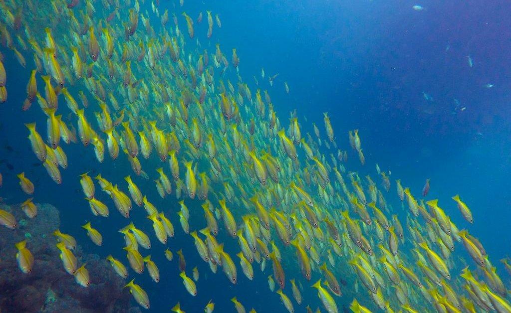 Underwater Noise Pollution Is Disrupting Ocean Lifeâ€”But We Can Fix It