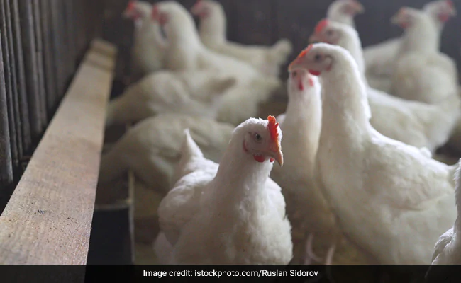 Russia Reports First Cases Of Bird Flu In Humans