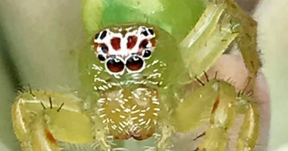 World’s ‘cutest’ spider sparks meltdown as people fall in love with ‘adorable’ face