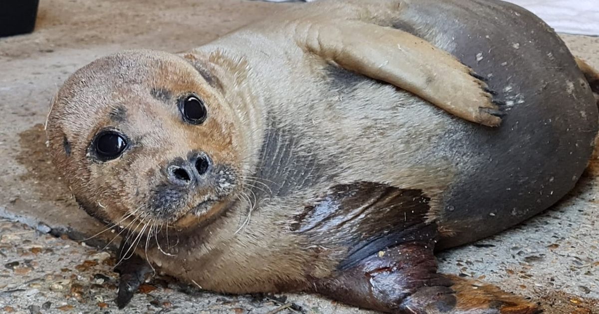 Police searching for dog owner after animal brutally kills adored ‘Freddie Mercury’ seal