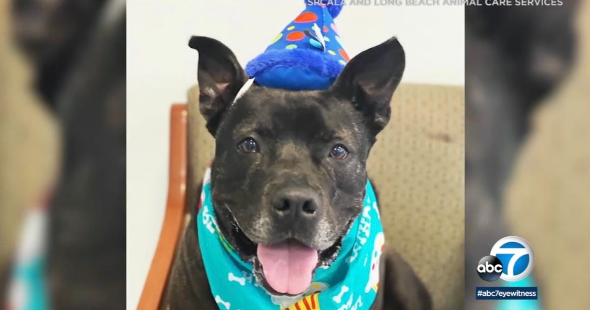 Dog who spent nearly two years in animal shelter finally finds new forever home