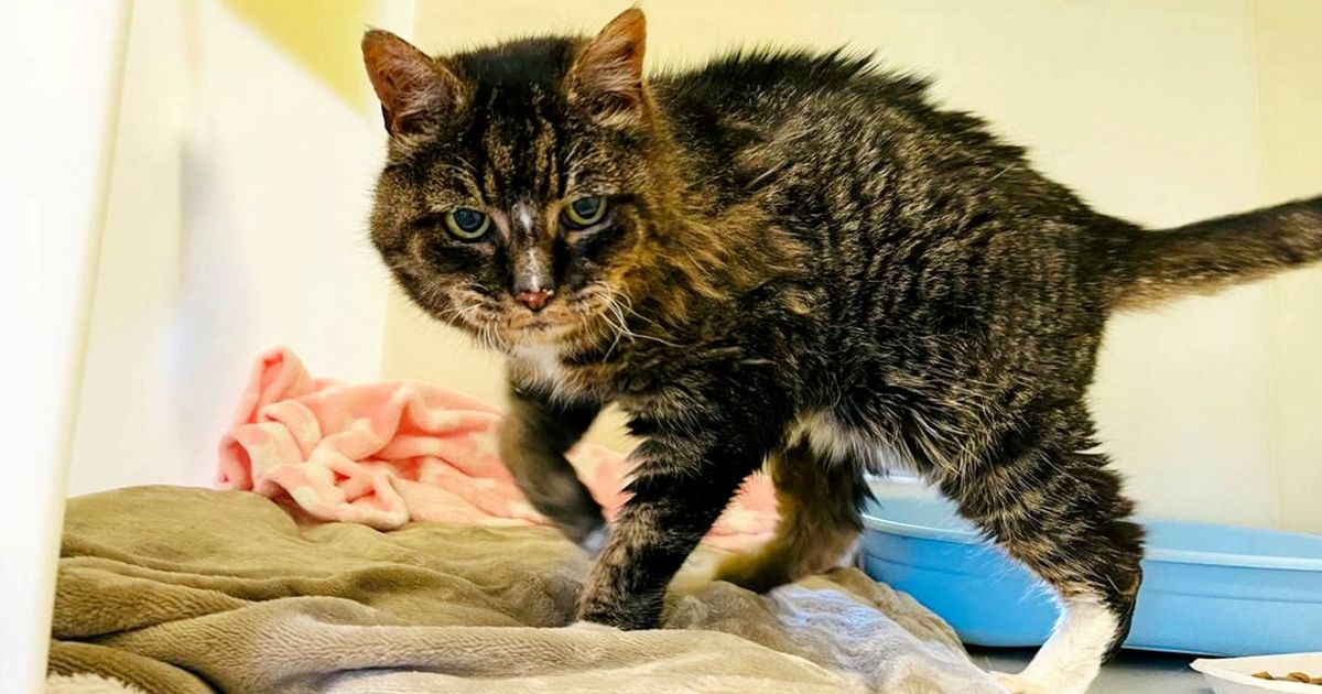 Owner ‘gobsmacked’ as adorable cat found two decades after going missing from home