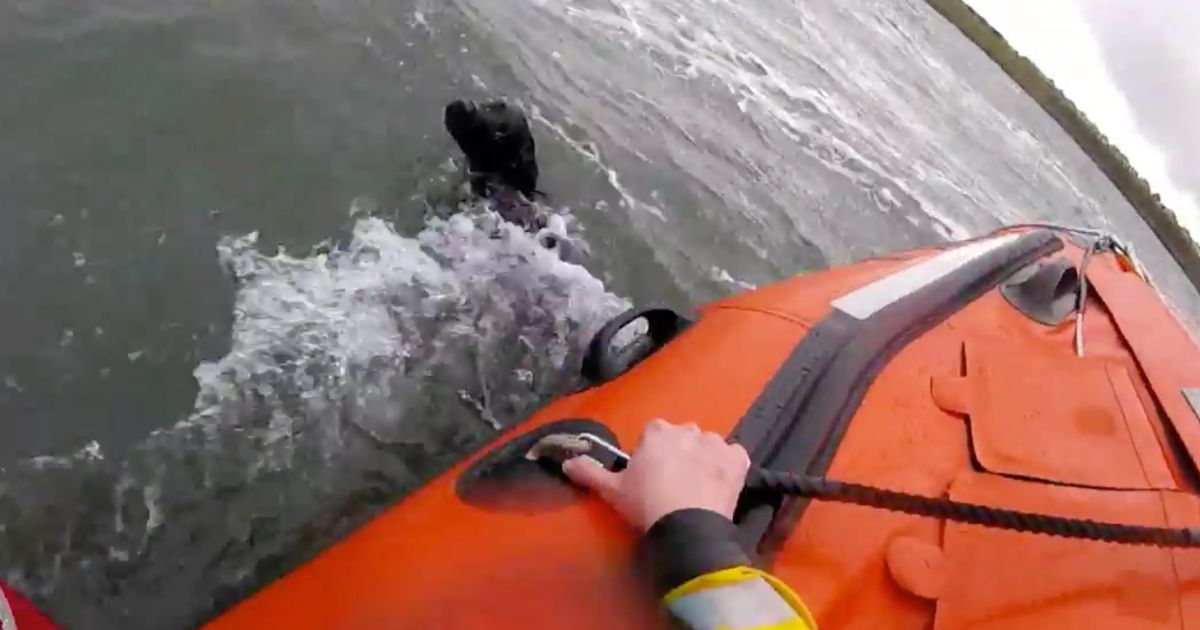 Labrador rescued by RNLI after chasing ball into water and drifting out to sea