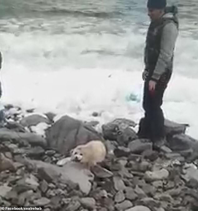 Baby seal dies from stress after crowds of people pet it for hours causing its mother to abandon it