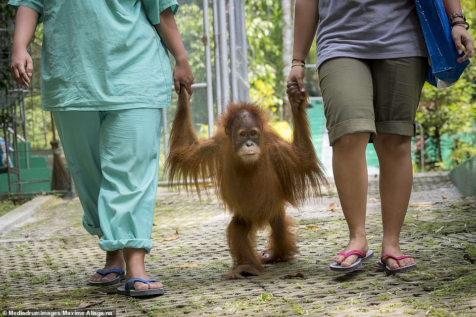 Baby orangutans saved from the wildlife trade are cared for at an Indonesian sanctuary