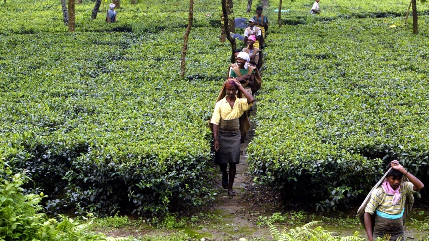 In India’s tea estates, next generation of pickers want land, not jobs