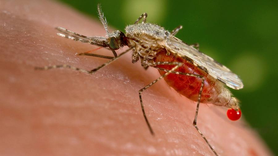 Malaria vaccine trial raises hopes of beating disease