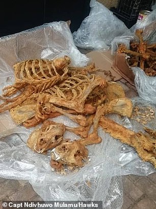 Skeletal remains of 27 lions discovered in raid by South African policeÂ 