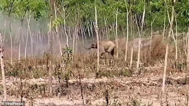 Fearless elephant calf protects its mother by charging at vets