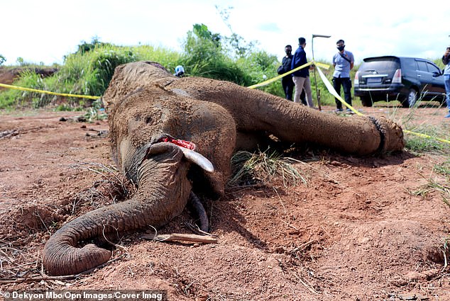 Critically endangered Sumatran elephant dies after its leg was caught in a trap in Indonesia