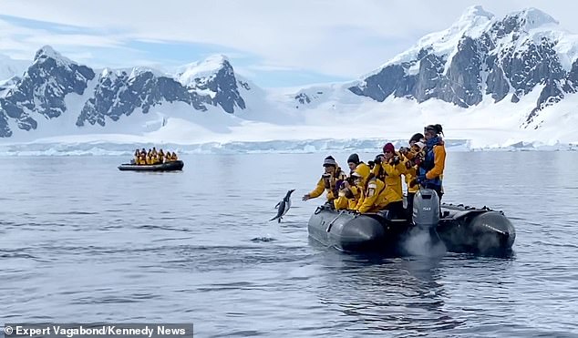 Penguin escapes killer whale by flinging itself onto a dinghy as stunned tourists cheer the bird onÂ 