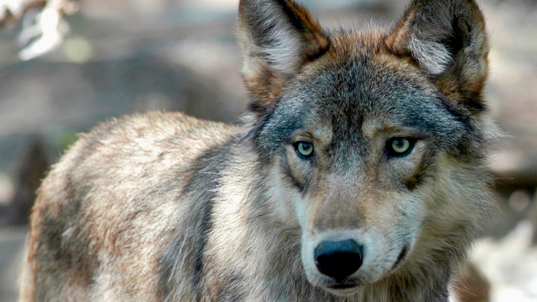 Wisconsin Shuts Down Hunt After 216 Wolves Are Killed In 3 Days