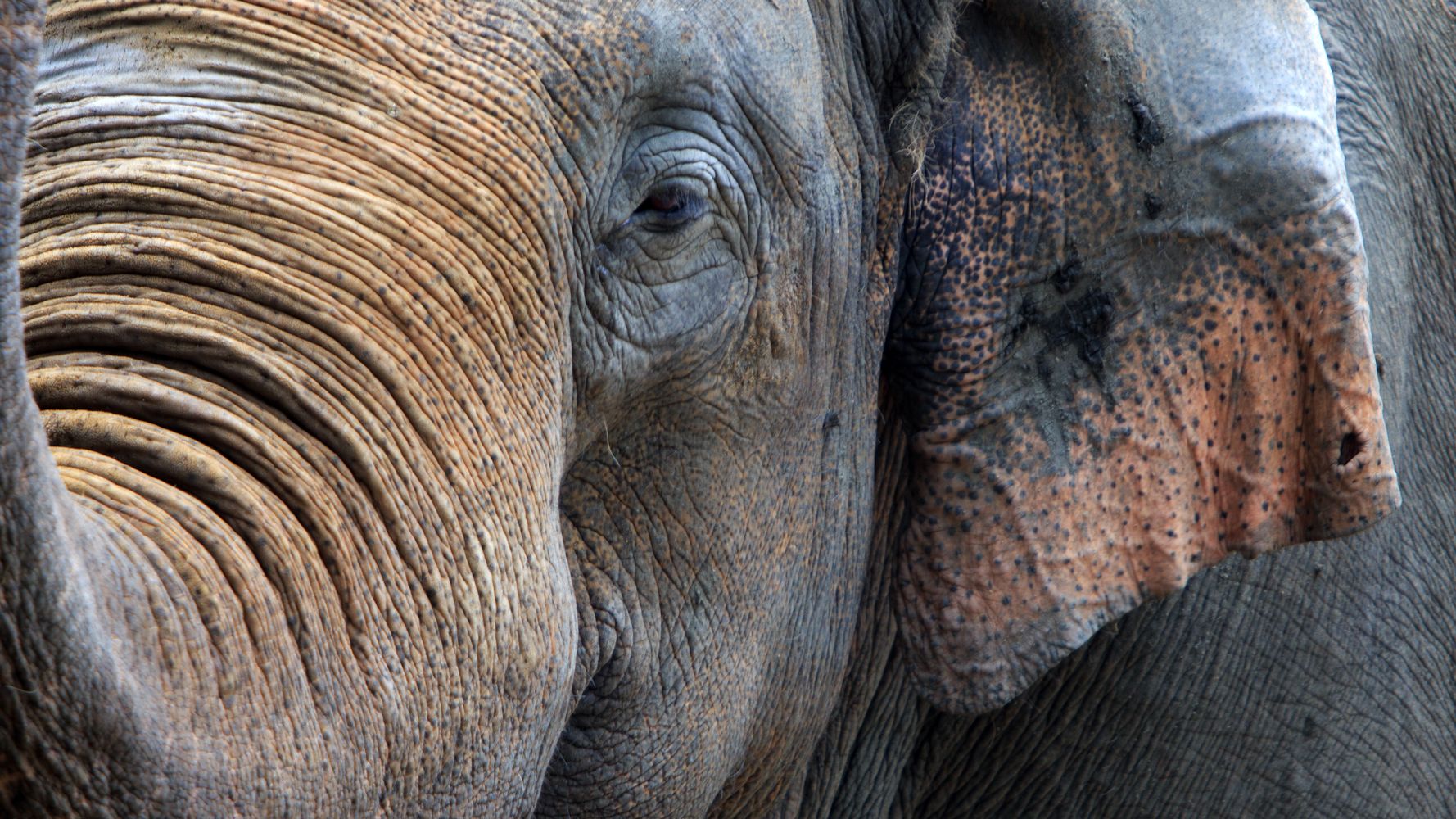 Zookeeper Dies After Being Struck By Elephant’s Trunk