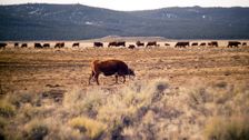 Biden Officials Block Public Grazing Permits For Arsonist Ranchers Pardoned By Trump