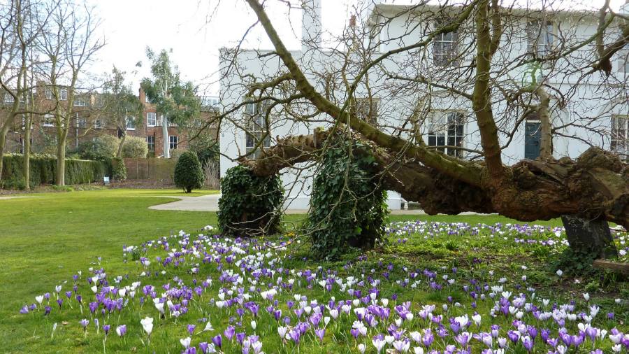 Crocus pocus: the herald of spring unfurls its magic