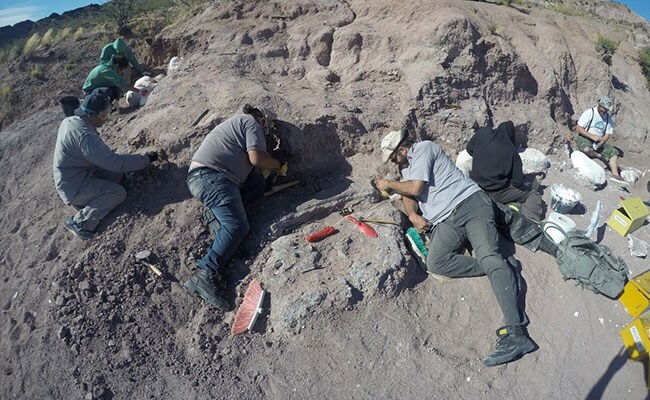 Fossils Of Dinosaurs That Lived 140 Million Years Ago Found In ArgentinaFossils Of Oldest Titanosaurs, Biggest Dinosaurs, Found In Argentina