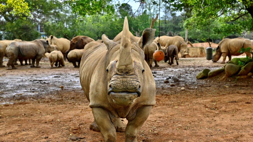 Taiwan prepares white rhino Emma to find mate in Japan